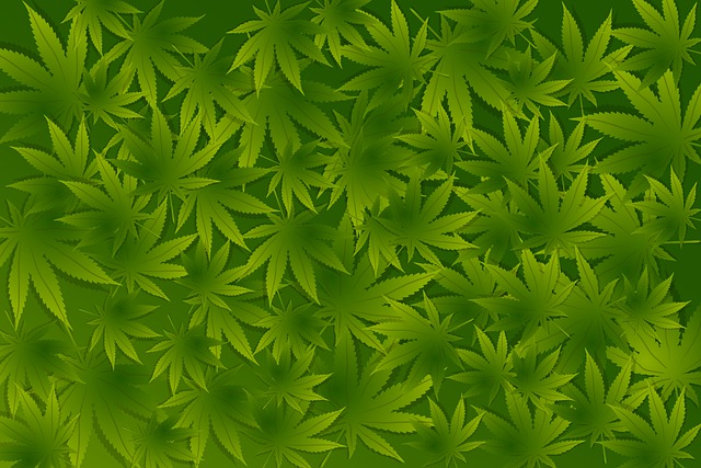 Ausführliche Hintergründe zur Cannabis-Legalisierung