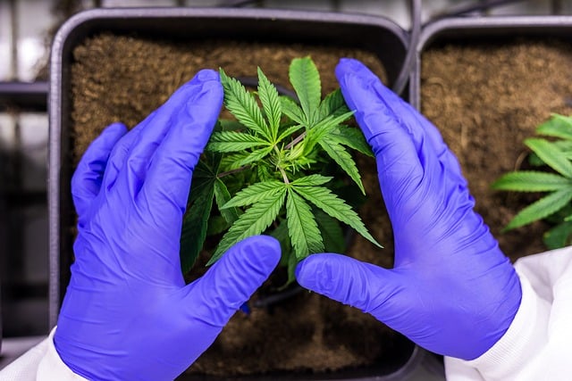 Das „Cannabis für alle“-Gesetz der Ampel